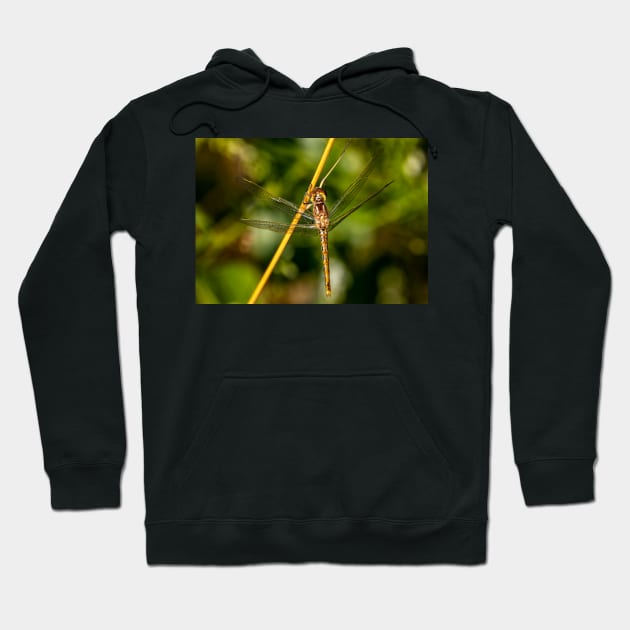 Dragonfly Portrait Hoodie by jecphotography
